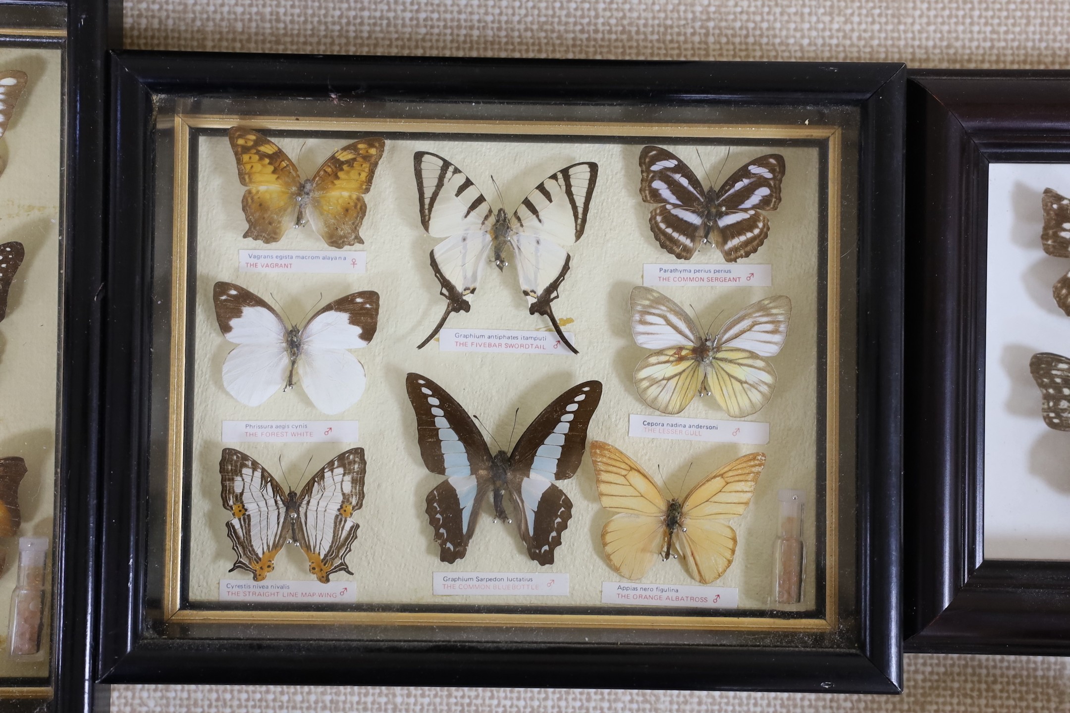Four cased sets of exotic butterfly taxidermy specimens